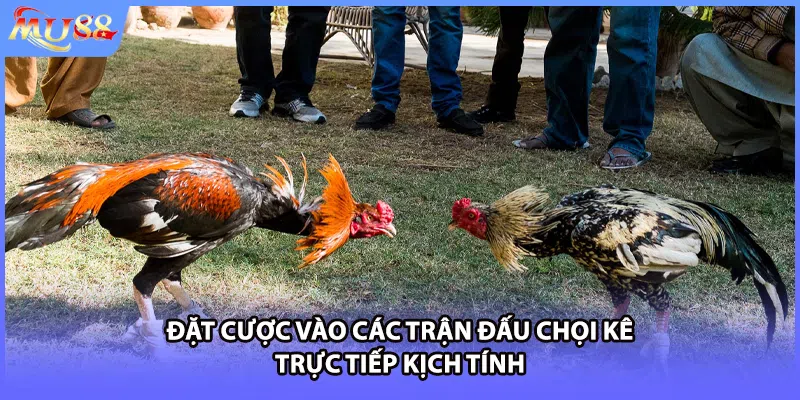 Đặt cược vào các trận đấu chọi kê trực tiếp kịch tính