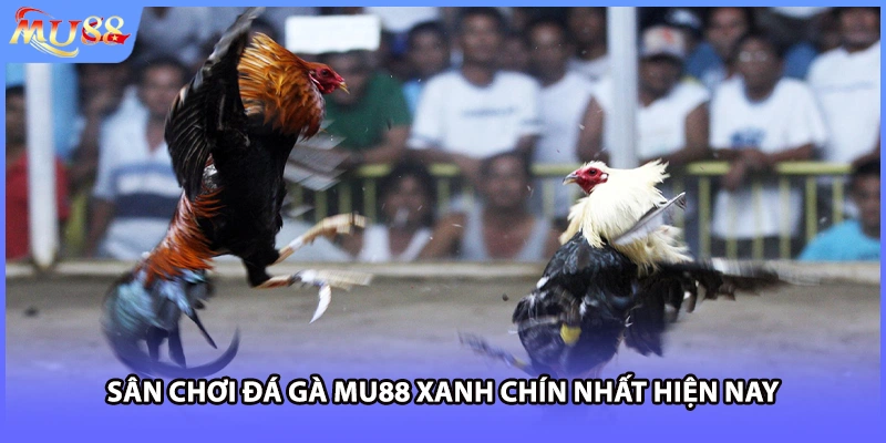 Sân chơi đá gà MU88 xanh chín nhất hiện nay